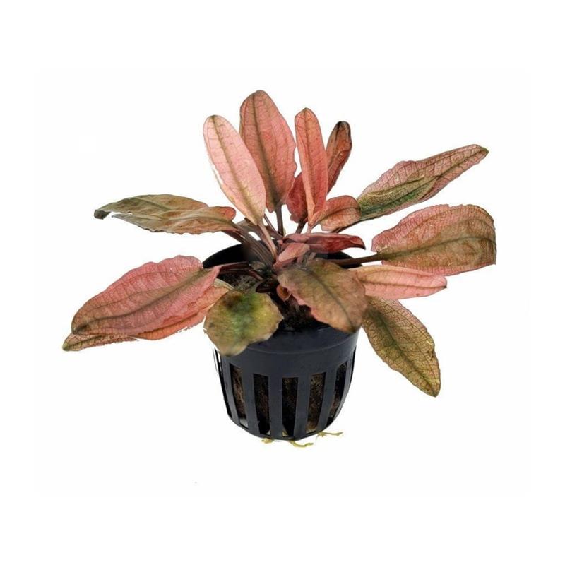 Planta acvariu Cryptocoryne Fancy Pink Stoffels - imagine 4
